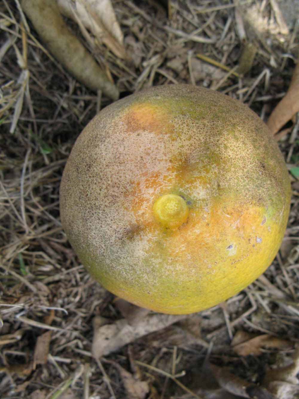            Fruit (Winter Haven, FL)   